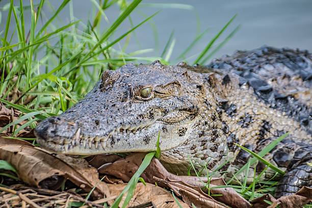 istock Crocodile Resting on Riverbank Amidst Lush Greenery 2215534811