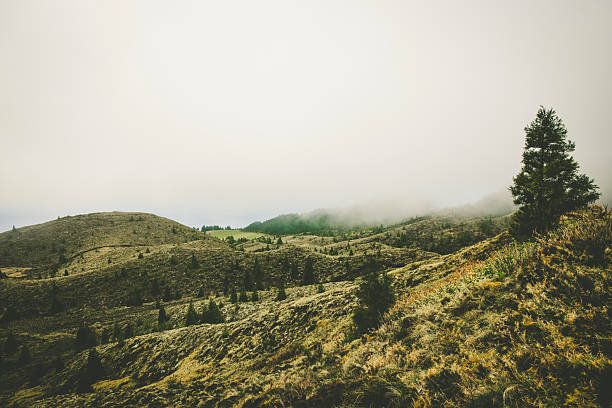 foggy subtropical landscape, azores, portugal.