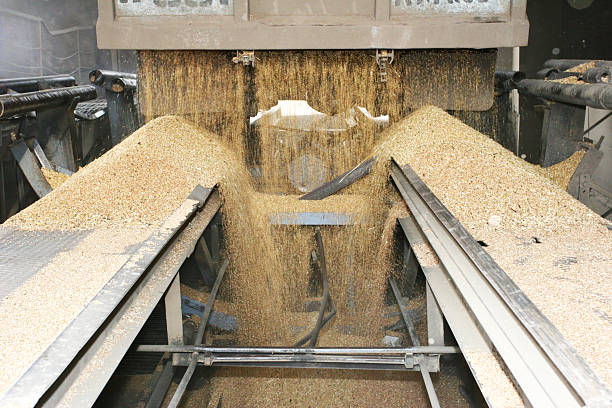 istock Wheat processing in industrial mill - grain falling into machinery for agricultural production 2215537258