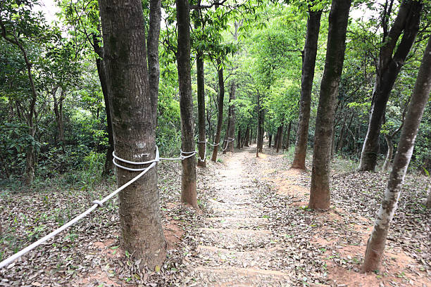 Wooden stairs in the forest