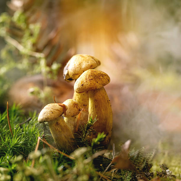 Fairy tale ambiance magical autumn forest background