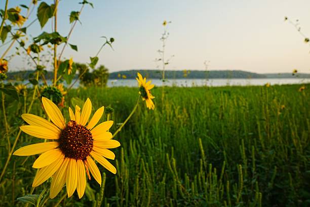 istock Clinton Lake Kansas 2215541448