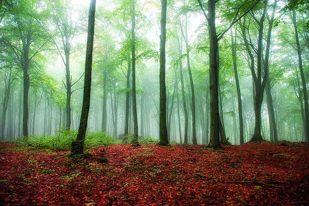 istock Foggy morning in green forest 2215541592