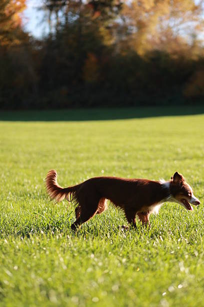 istock A brown and white dog is walking in a grassy field 2215543098
