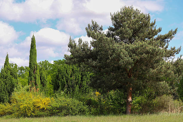 Vibrant sunny landscape with lush greenery and blue sky. Perfect for tourism, advertising and positive content. Warm summer colors and nature s harmony