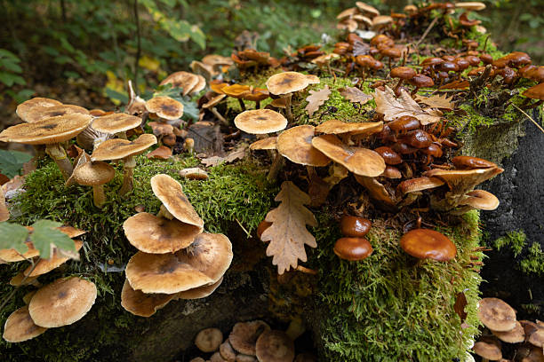 istock Mushrooms growing on an old tree in the forest in autumn 2215544782