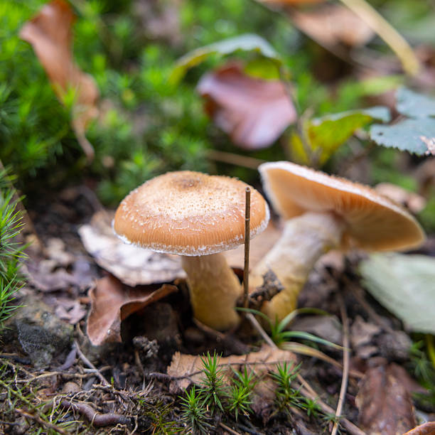 istock Mushrooms growing in the forest among moss and fallen leaves 2215545348