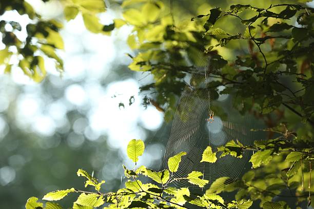Cobweb on green tree in forest in morning, closeup. Space for text