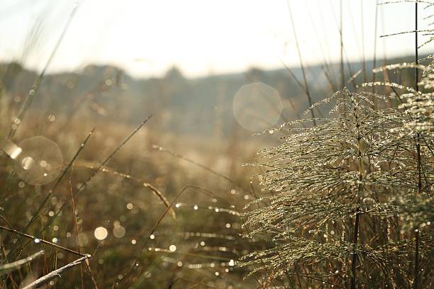 Plant with water drops in morning, closeup. Space for text