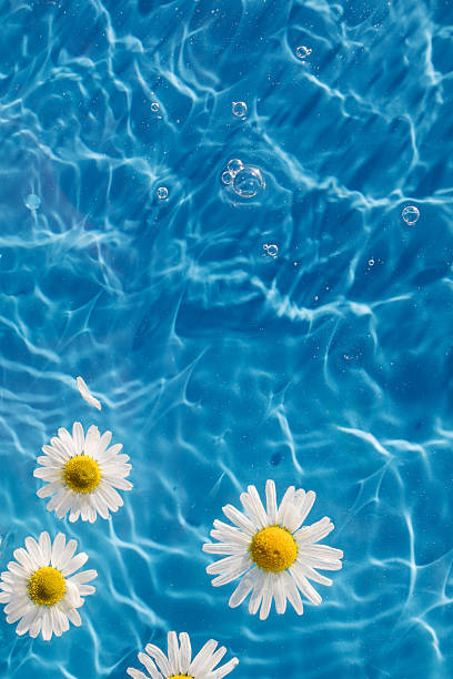 istock Chamomile flowers floating on blue background, drop stains on water. Copy space. Background 2215549240