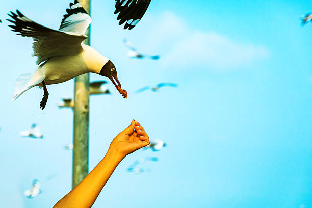 A seagull feeds from a man's hand against a vibrant blue sky, showcasing a rare and charming moment of human-wildlife interaction. Perfect for themes of nature, connection, and outdoor experiences.