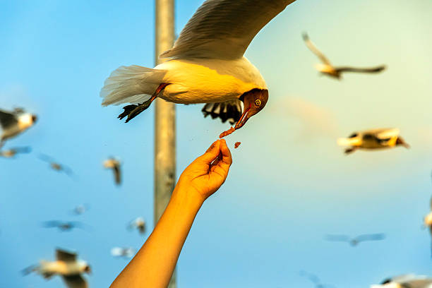Image of seagulls approaching food