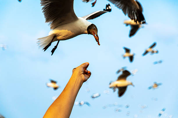 People feeding a gull soaring gracefully under a bright blue sky, capturing the harmonious connection between humans and wildlife. Ideal for nature, outdoor, and wildlife interaction themes.