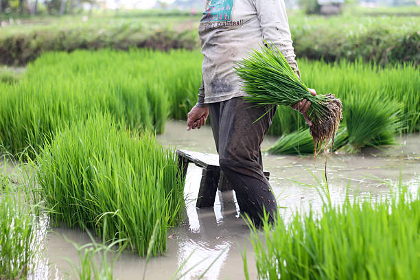 istock farmer's hand holding rice plant seeds 2215550500