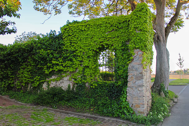 A scenic view of a partially ruined stone wall covered with vibrant green ivy, featuring an iron gate and surrounded by lush vegetation. A tall, mature tree stands beside the wall, casting soft shadows in the golden hour sunlight. The peaceful rural setting, cobblestone path, and natural overgrowth evoke a sense of timeless beauty and quiet serenity. Perfect for themes like nature reclaiming, historic architecture, countryside charm, or summer landscapes.