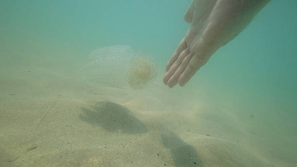 istock Hands approaching a jellyfish floating underwater near sandy seabed 2215551970