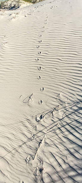 istock Footprints in the sand of a dune 2215552160