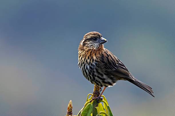 istock Female Himalayan White-browed Rosefinch (Carpodacus thura), found in Sikkim, India. 2215553389