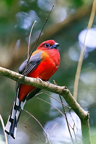 istock A striking male Red-headed Trogon (Harpactes erythrocephalus) captured in West Bengal, India. 2215553423