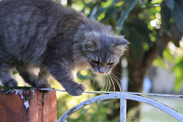 istock Fluffy gray cat balancing on a garden fence. 2215553583