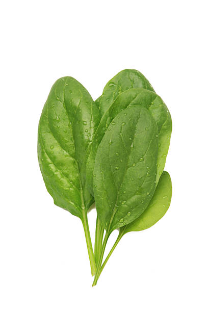 istock Bunch of fresh green spinach leaves on isolated background 2215554246