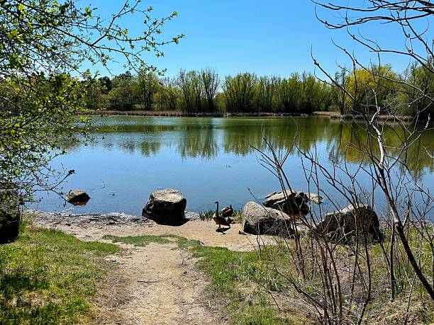 Wild Goose resting at the Water's Edge