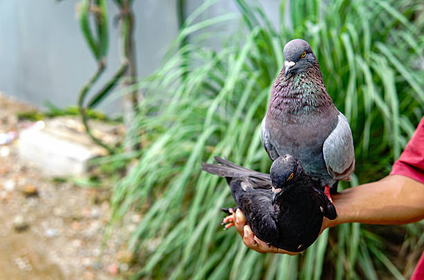 istock Naturalistic Close-Up Pigeons in Hand Holding Pet Bird Image 2215559039