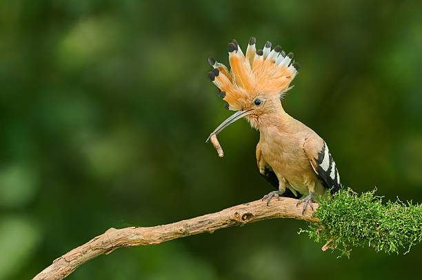 istock Eurasian Hoopoe or Common hoopoe (Upupa epops) 2215561377