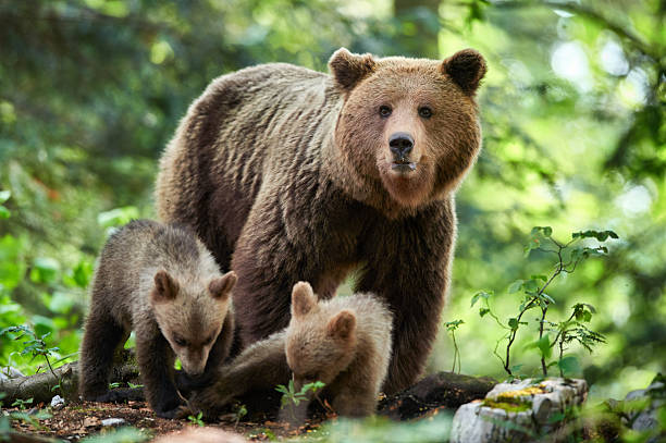 istock Wild brown bear (Ursus arctos) close up 2215561528