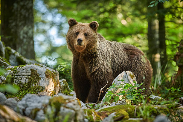 istock Wild brown bear (Ursus arctos) close up 2215561937