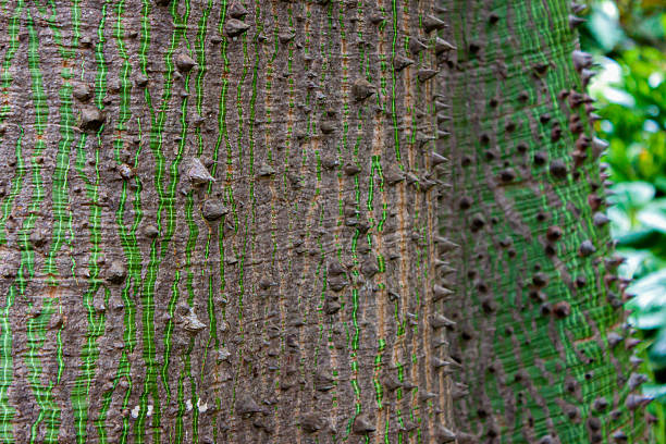 Close-up of spiky Ceiba tree bark with green streaks and sharp thorns. (Ceiba speciosa)