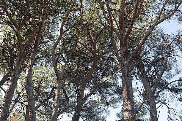 A breathtaking view of tall trees forming a dense canopy against a blue sky. The scene captures the beauty of a lush, green forest. High quality photography