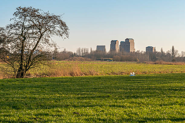 Swans sit on a grassy field in the shade of trees with tall buildings rising in the background.