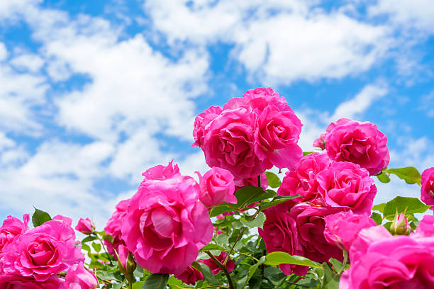 Landscape with blue sky and beautiful pink roses in bloom