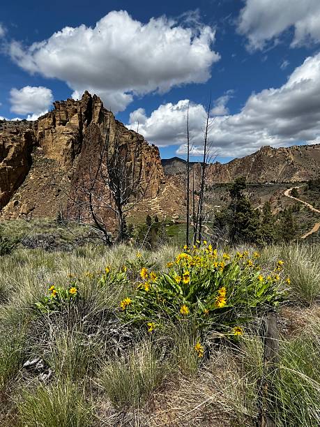 istock Balsamroot plants at Smith Rock State Park, Oregon in Spring 2215571524