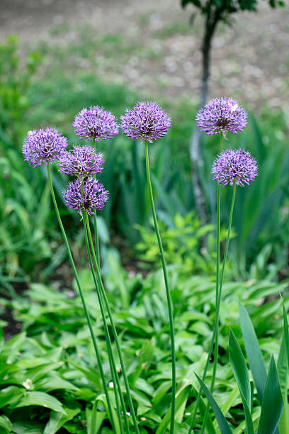 istock Violet flowers of wild garlic 2215572269