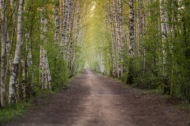 Beautiful birch tree alley with fresh foliage at Spring