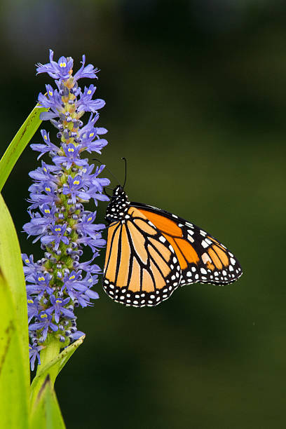 istock Monarch Butterfly on Pickerelweed Flowers with Dark Background 2215575615
