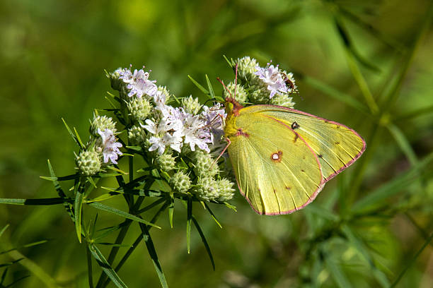 istock Clouded Sulphur Butterfly on White Flowers 2215575683