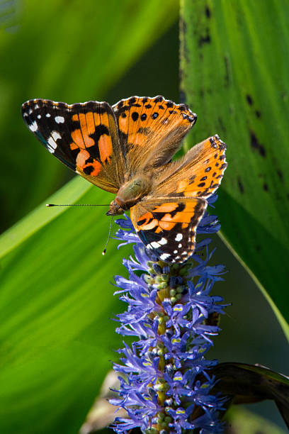 istock Painted Lady Butterfly on Pickerelweed with Wings Spread 2215575727