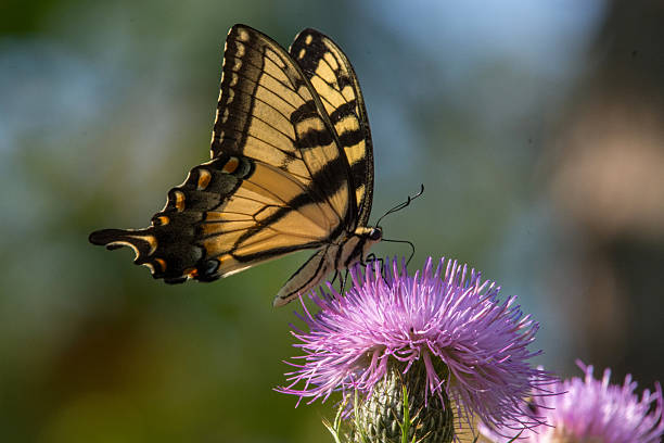 Eastern Tiger Swallowtail Butterfly Feeding on Thistle