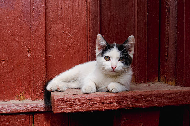 istock Cute black and cat kitten enjoying sunlight outdoors 2215575826