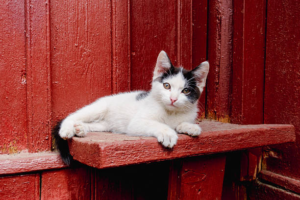 Cute black and cat kitten enjoying sunlight outdoors