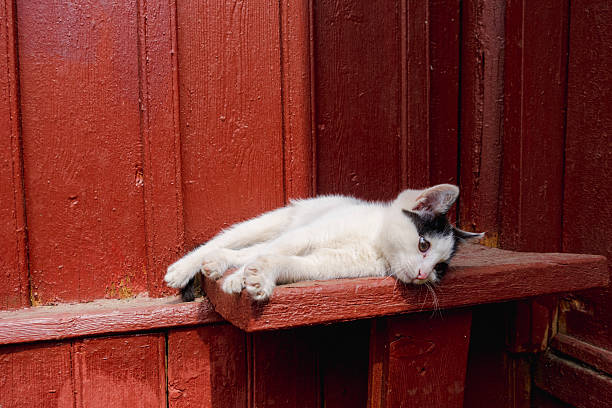 Enjoyable poses of a stray cat while resting. Black and white stray cat rolling around. Stray stray animals.