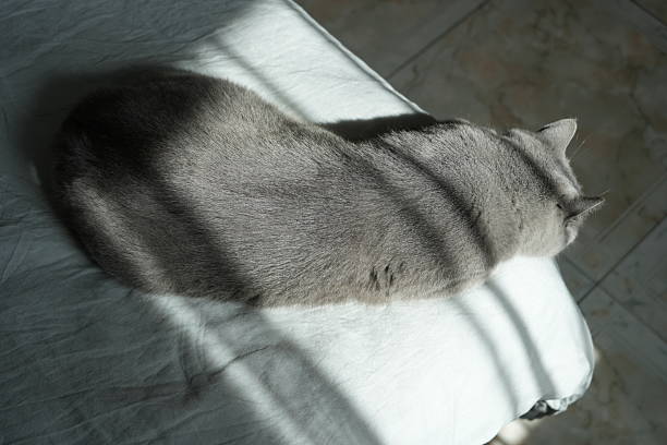 British Shorthair Cat in the Park