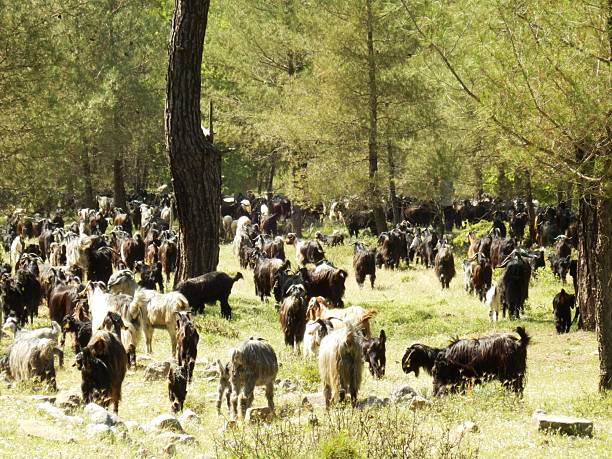 Sheep, lambs and goats roaming the steppe.  herbivorous small livestock