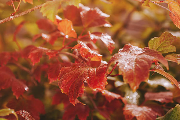 istock Red yellow leaves ornamental shrubs close-up. 2215581356