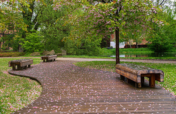 Beautiful green spring park. Wooden bench and blooming cherry trees. Delicate pink blossom and fresh morning