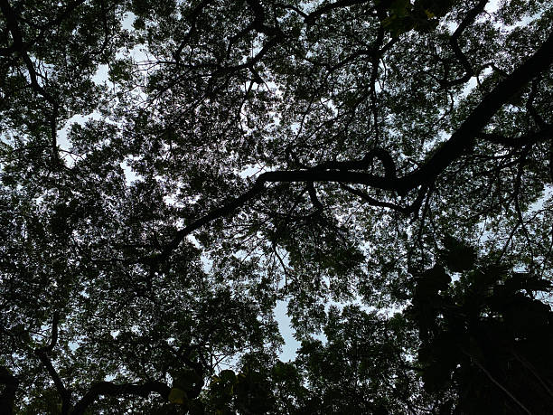 Rain tree leaves and branches, view from below. Dark shadowy tree with blue cloudy sky background