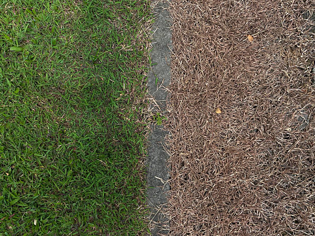 Green and dry yellow grass, side by side, flat lay or top view